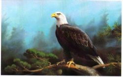 Art For the EAGLE LOVERS: Limited Edition, signed & numbered